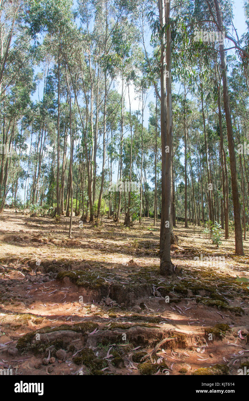 Äthiopien, Addis Abeba, Januar 5,2014. Eukalyptus-Wald in Äthiopien auf Mount Entoto 5. Januar 2014 Stockfoto