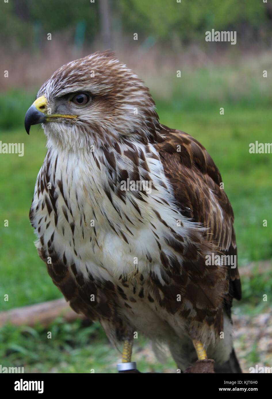 Mäusebussard Weibchen an einer Falknerei Club, Slowakei Stockfoto