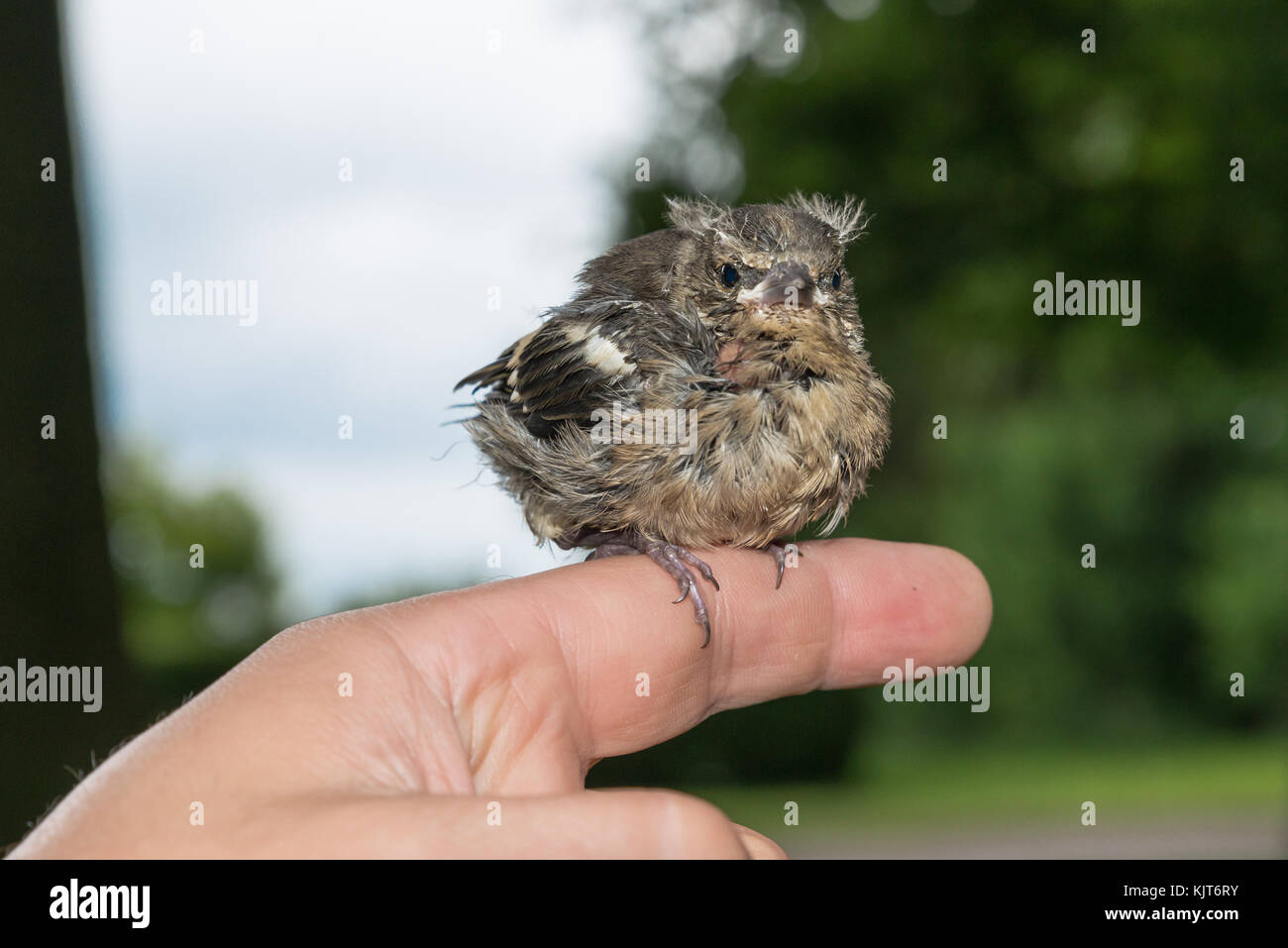 Little pied wagtail Sitzen auf einem Finger Stockfoto