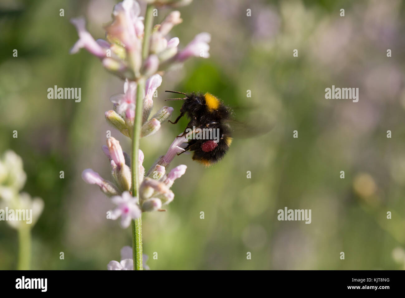 Frühe Hummel auf Lavendel Stockfoto