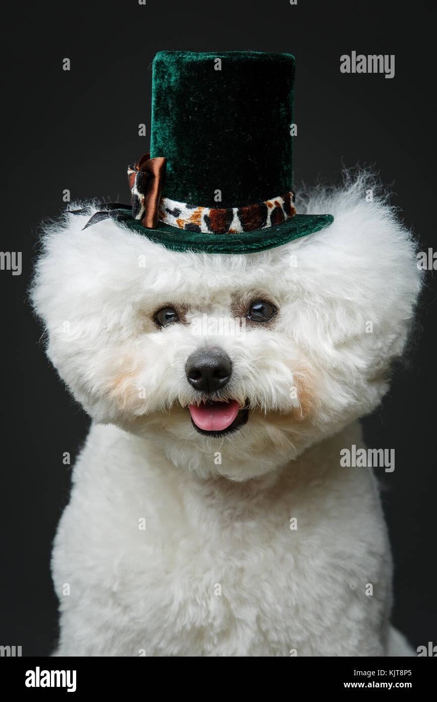 Wunderschöne bichon frisee Hund in süßen hat Stockfoto