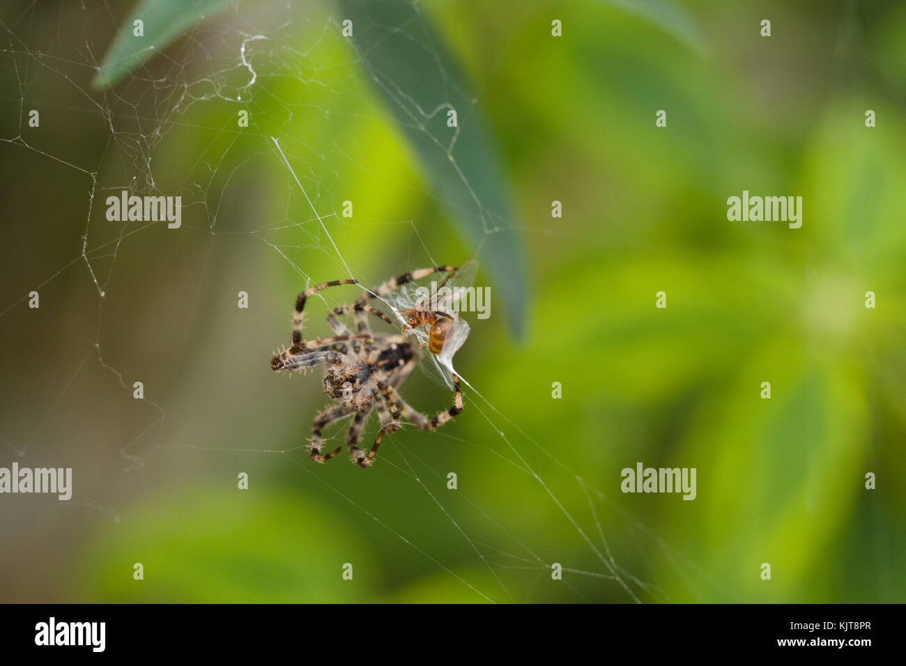 Europäische Gartenspinne mit Ameise im Netz Stockfoto