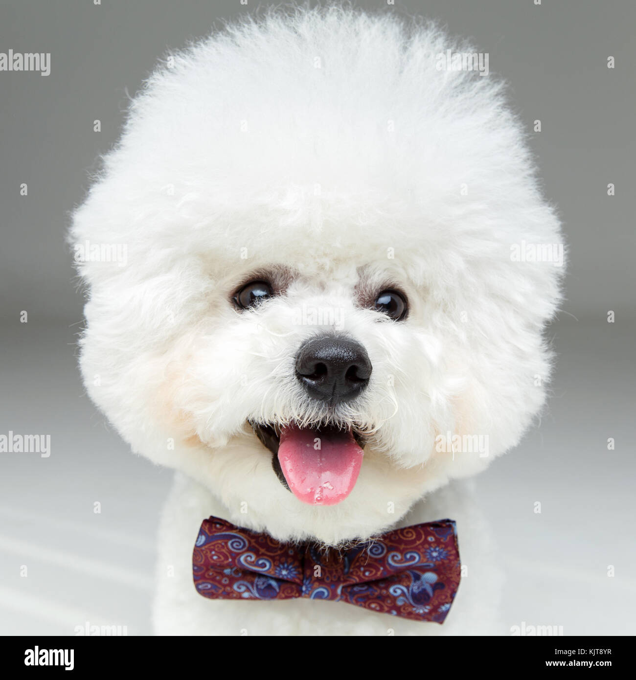 Wunderschöne bichon frisee Hund in bowtie Stockfoto