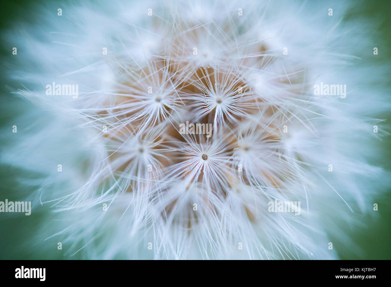 Löwenzahn - DIENTE DE LEON (Taraxacum officinale), Leon Provinz, Castilla y Leon, Spanien, Europa Stockfoto