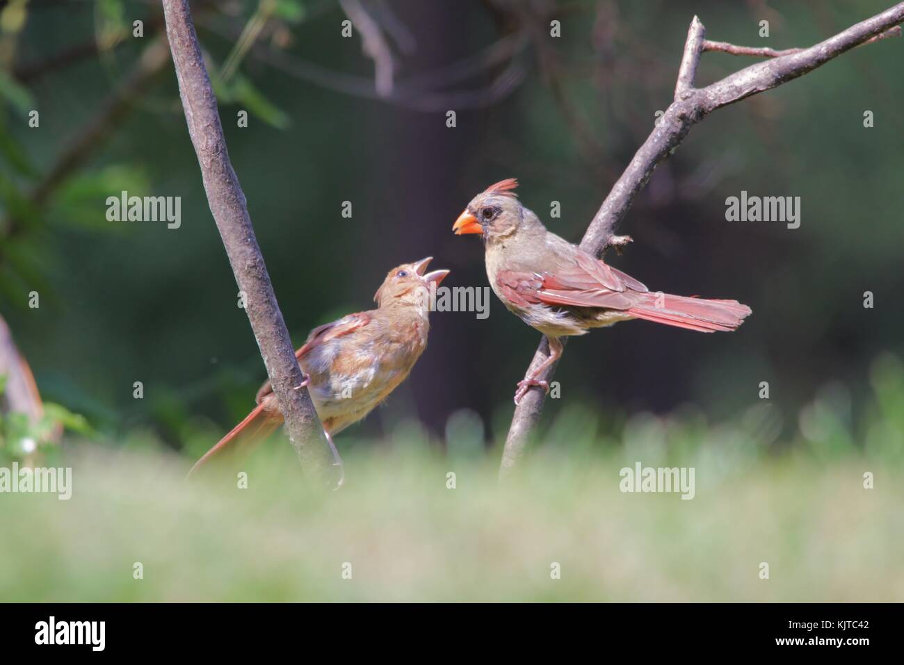 Northern cardinal Stillen baby Bird Stockfoto
