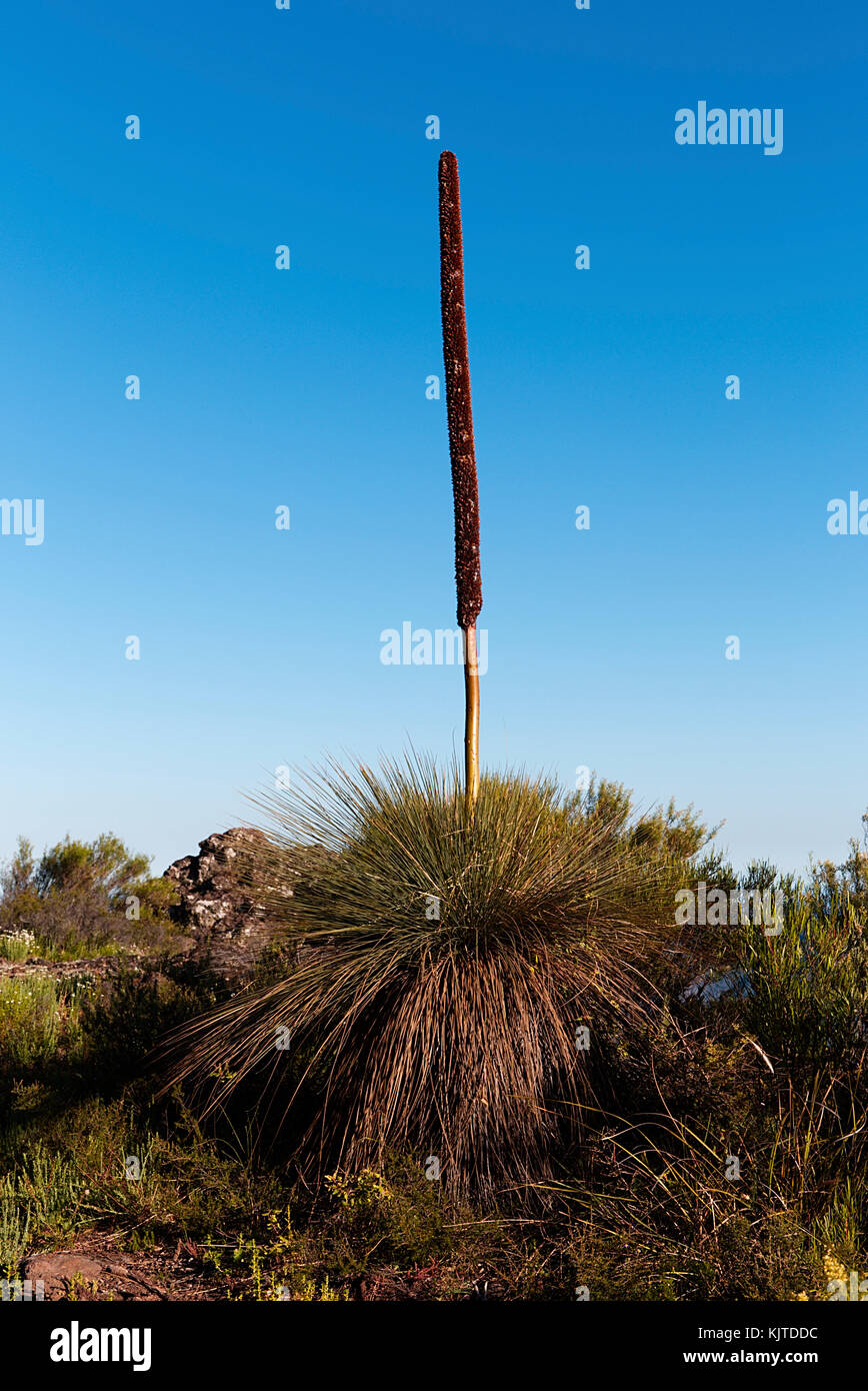 Grasstree Frames die Aussicht vom Berg Coryah Walking Track im Mount Kaputar National Park New South Wales Australien Stockfoto