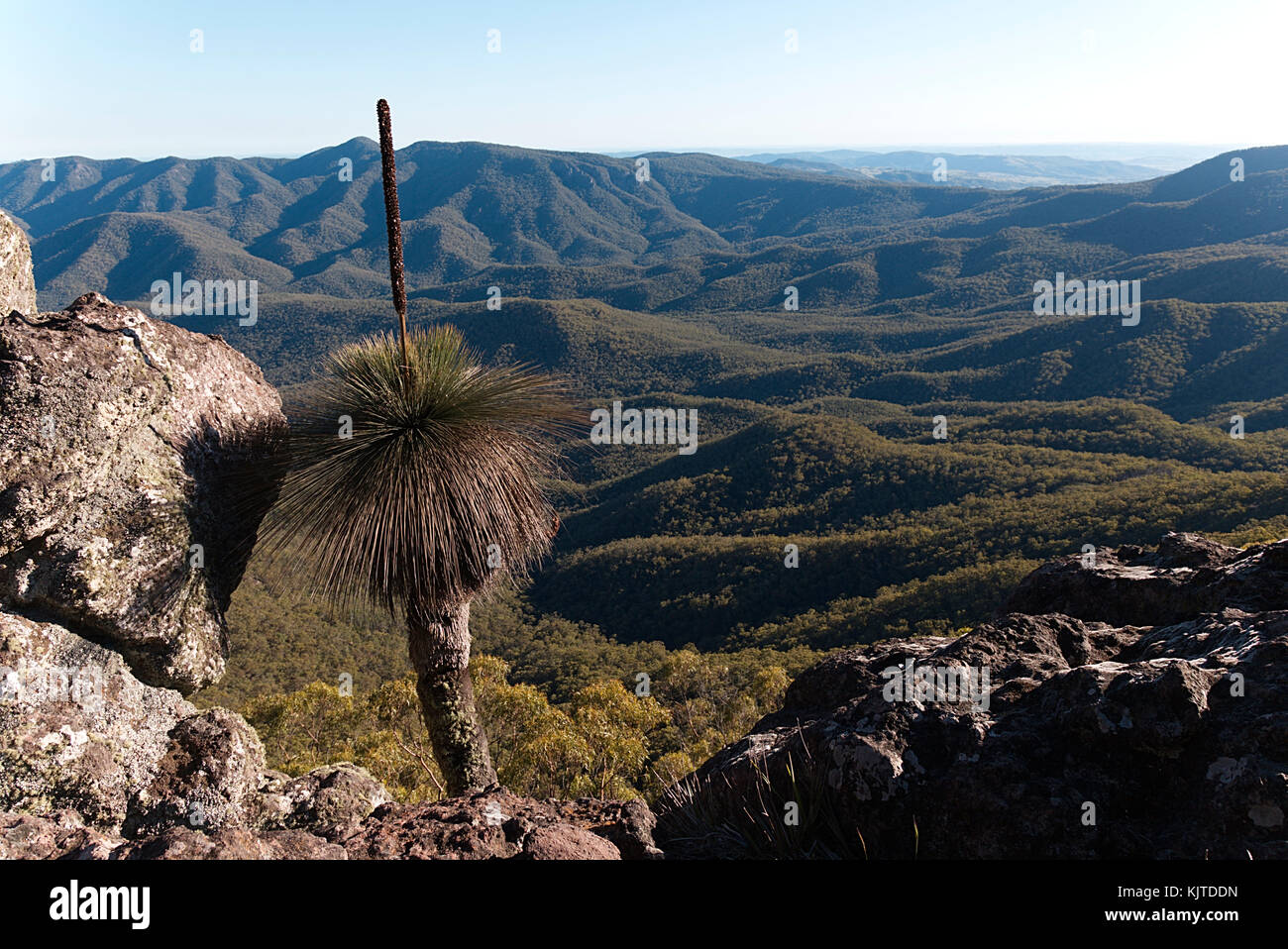 Grasstree Frames die Aussicht vom Berg Coryah Walking Track im Mount Kaputar National Park New South Wales Australien Stockfoto
