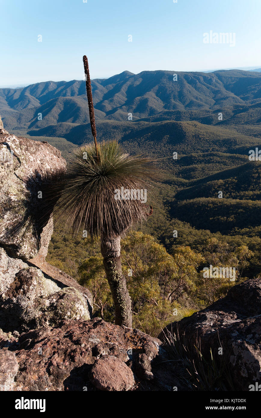 Grasstree Frames die Aussicht vom Berg Coryah Walking Track im Mount Kaputar National Park New South Wales Australien Stockfoto