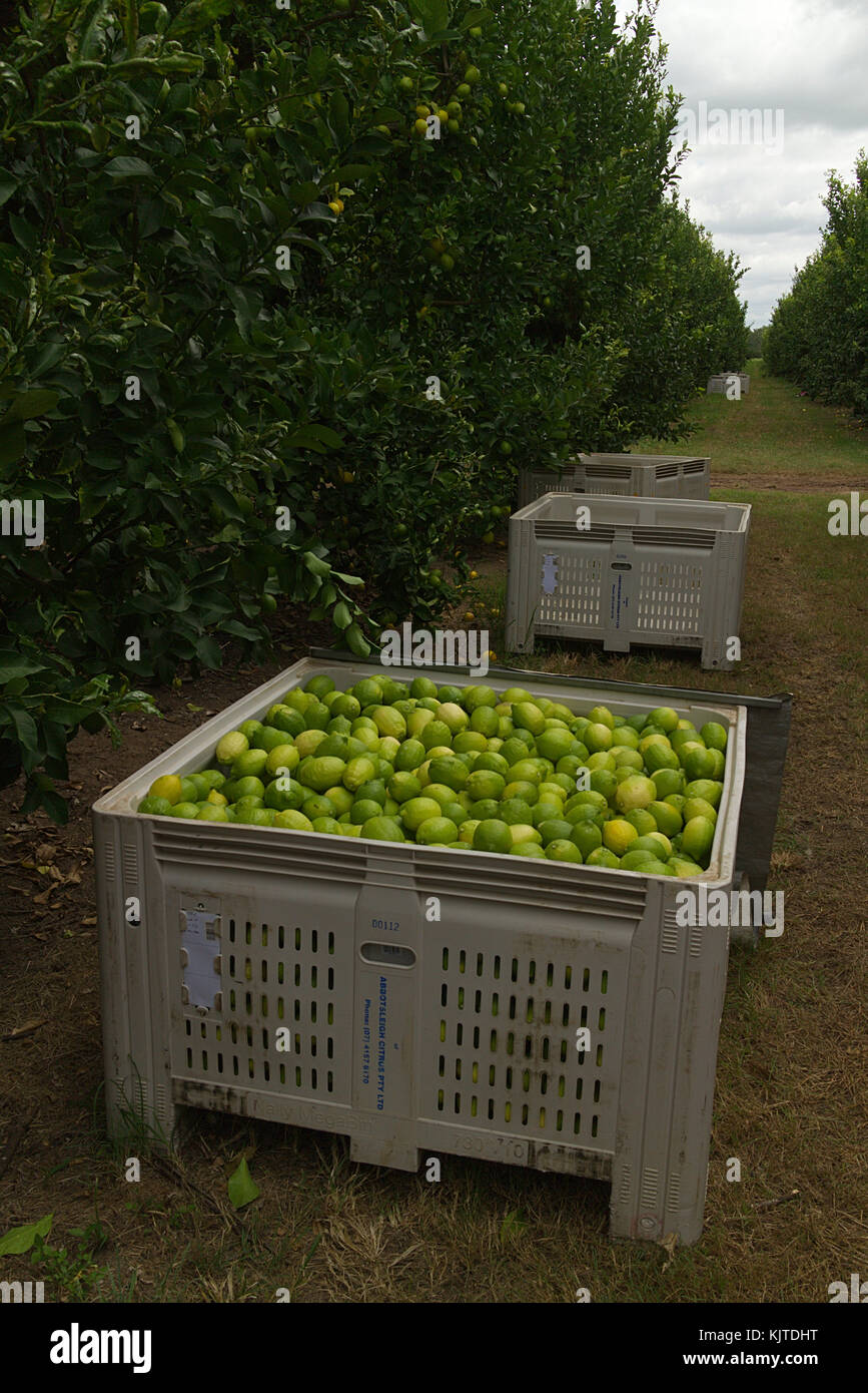 Geernteten Zitronen in einer kommerziellen Orchard Stockfoto