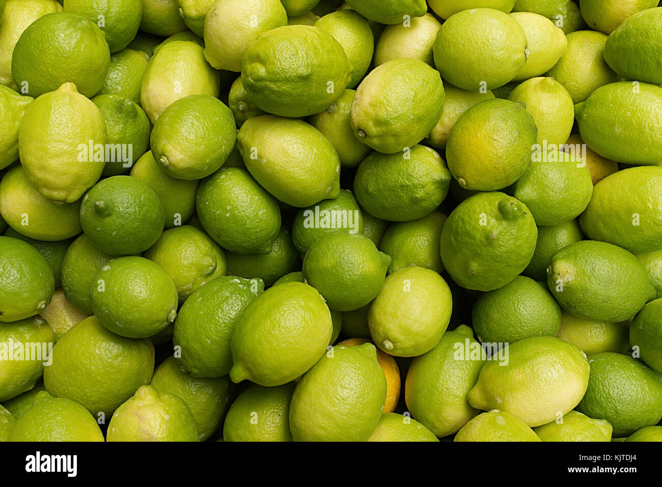 Geernteten Zitronen in einer kommerziellen Orchard Stockfoto