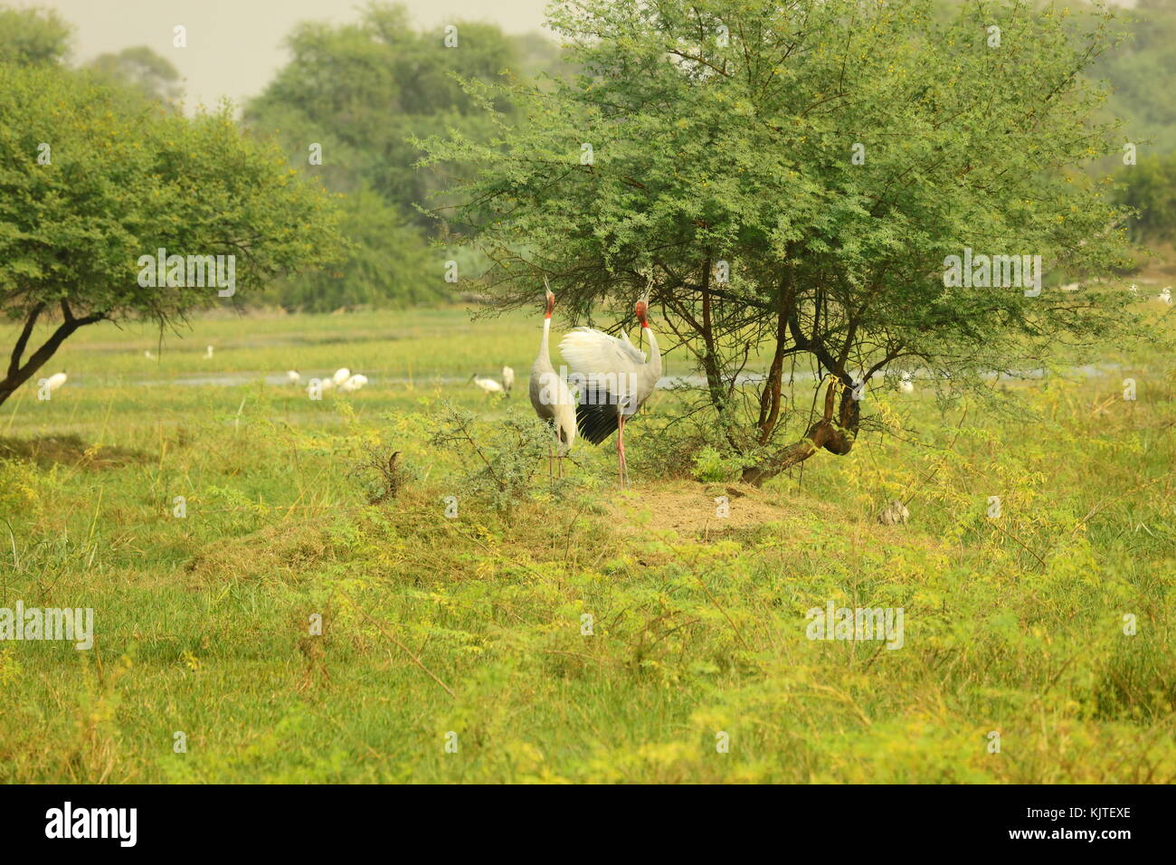 Die sarus Crane (Antigone Antigone) ist eine große, nicht-wandernden Kran in Teilen auf dem indischen Subkontinent, Südostasien und Australien. Stockfoto