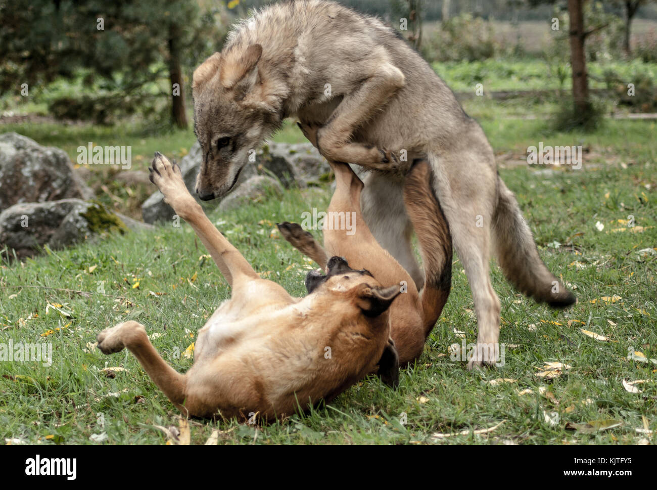 Junge graue Wolf stehend auf dem Feld. Litauen, Europa Stockfoto