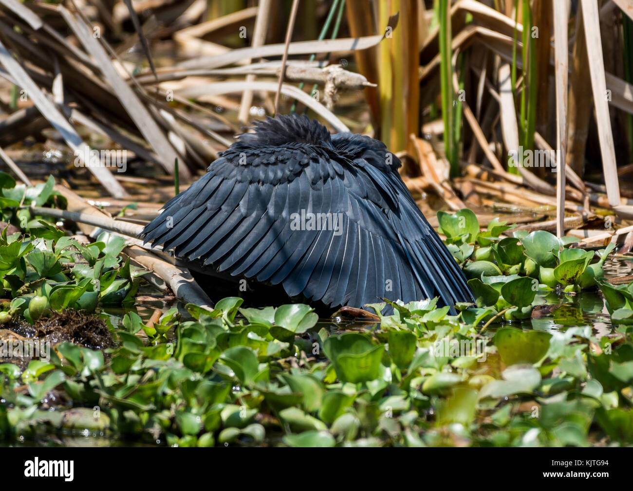 Ein schwarzer Reiher (egretta ardesiaca) bildet sich ein Vordach mit seinen Flügeln, und Fische fangen, die versuchen, im Schatten zu verstecken. Madagaskar, Afrika. Stockfoto