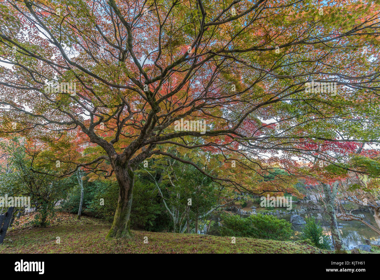 Momiji (Ahorn) Herbstliche Farben, Herbstlaub Teich Reflexionen an Maruyama Park (Maruyama-Kouen) in der Nähe von Yasaka Schrein, Kyoto, Japan Stockfoto