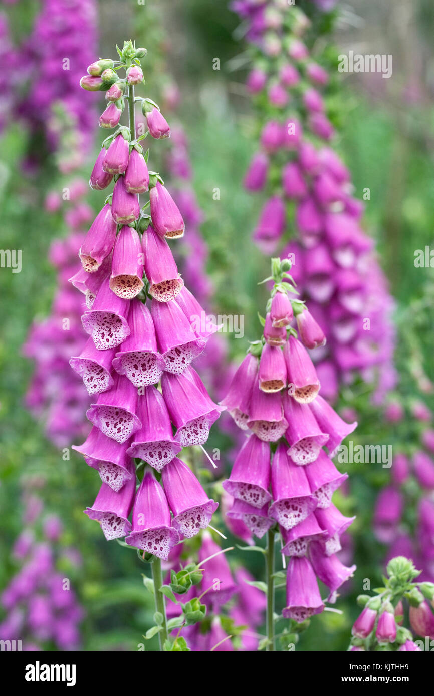 Digitalis purpurea. Fingerhut im Garten. Stockfoto