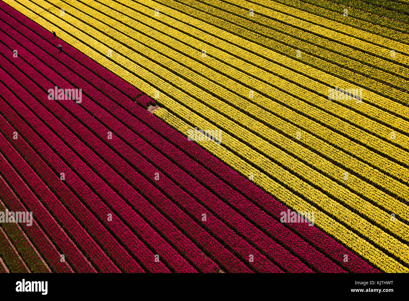 Luftaufnahme der Tulpenfelder in Nordholland, Niederlande Stockfoto