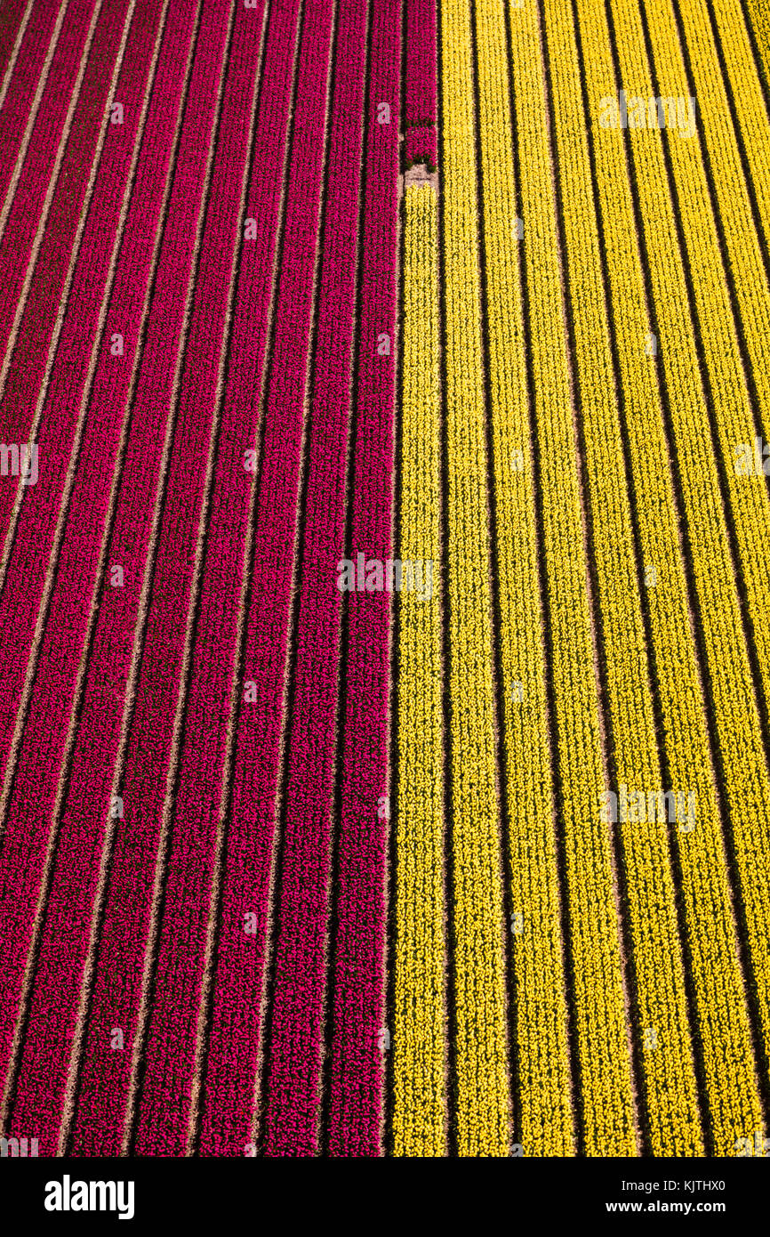 Luftaufnahme der Tulpenfelder in Nordholland, Niederlande Stockfoto