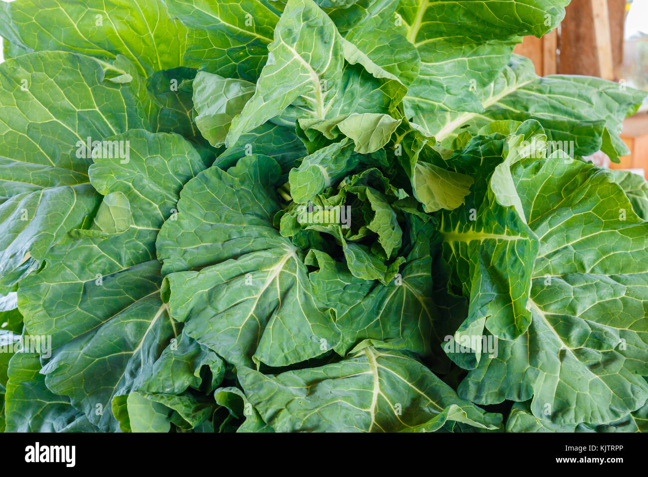 Collard Greens zu produzieren. Stockfoto
