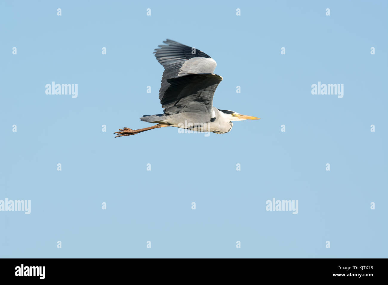 Graureiher im Flug Stockfoto