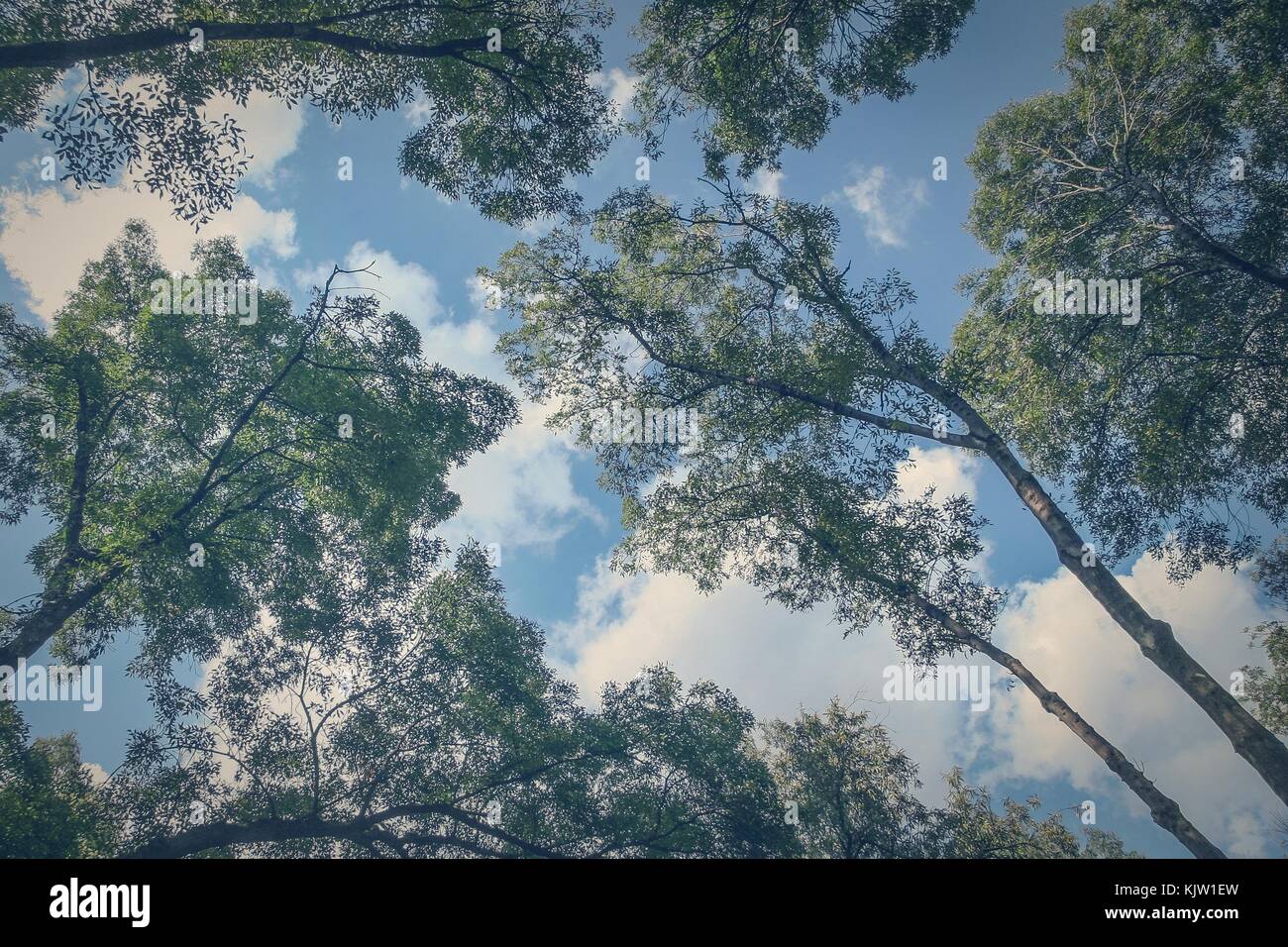 Die Zweige der riesigen Bäume scheinen zugenommen zu haben die Wolken des Himmels zu erreichen. Stockfoto
