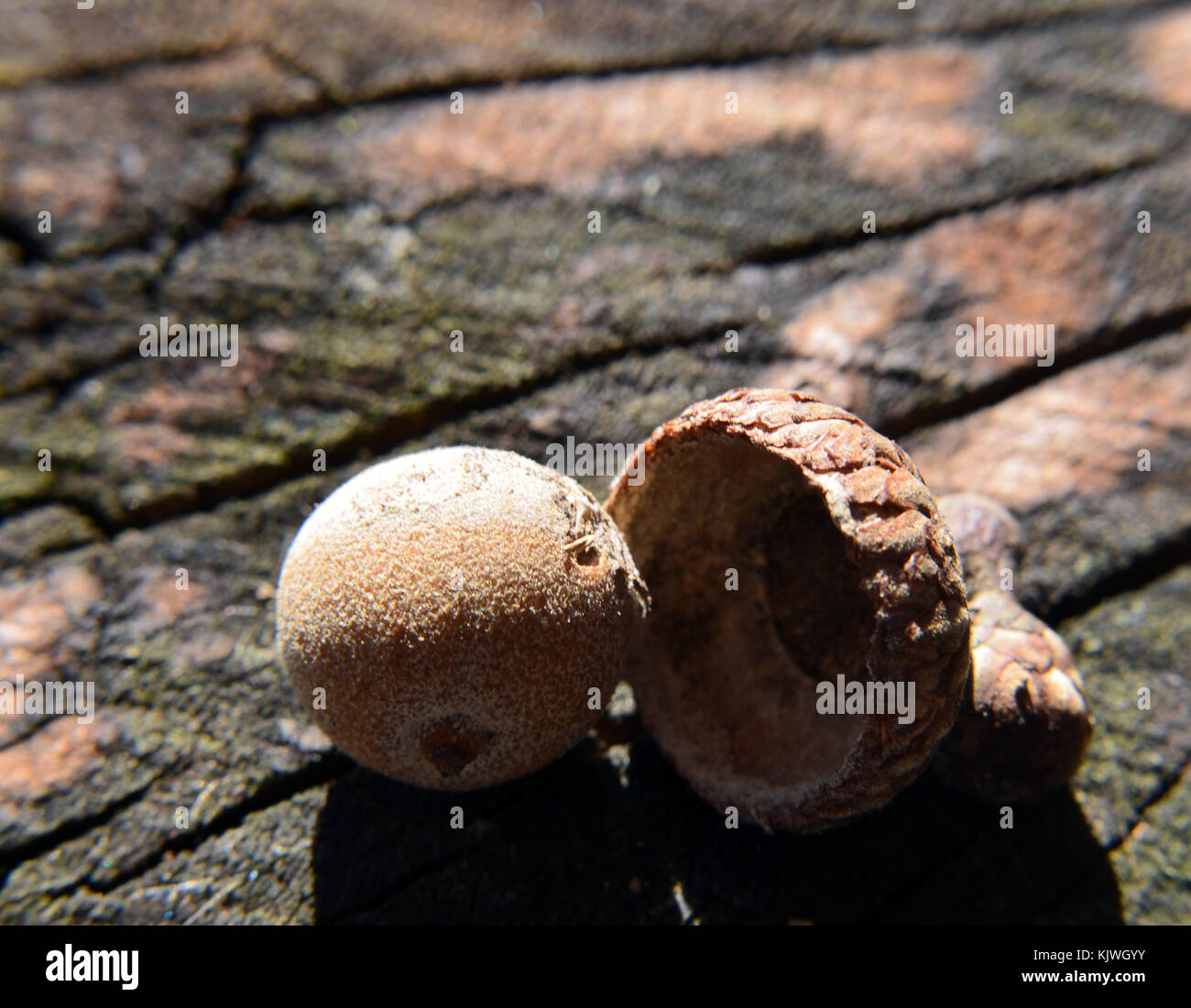 Nahaufnahme einer Eichel und Shell auf einem anmelden. Stockfoto