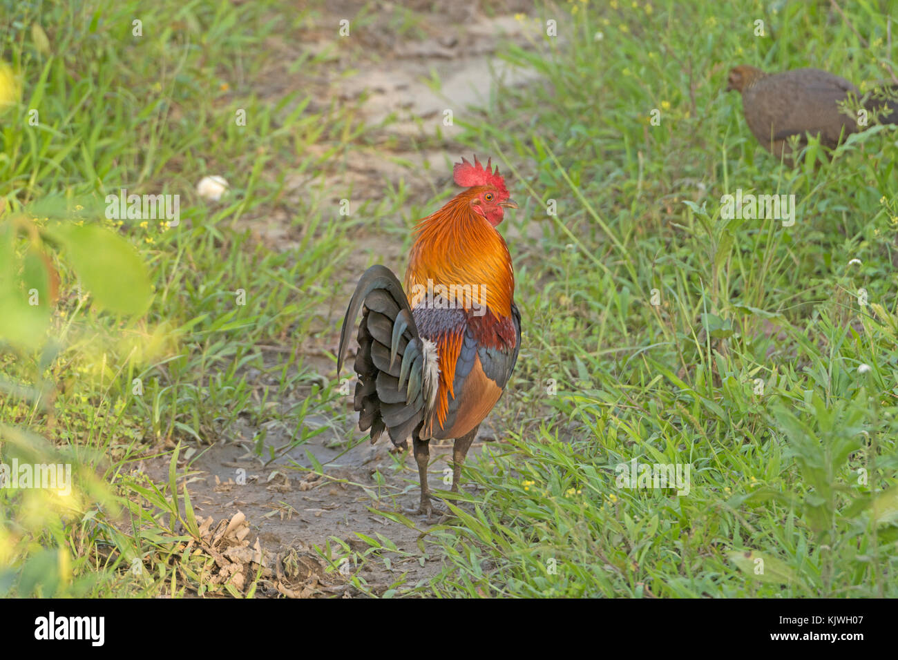 Red junglefowl in den Wäldern des Kaziranga National Park in Indien Stockfoto