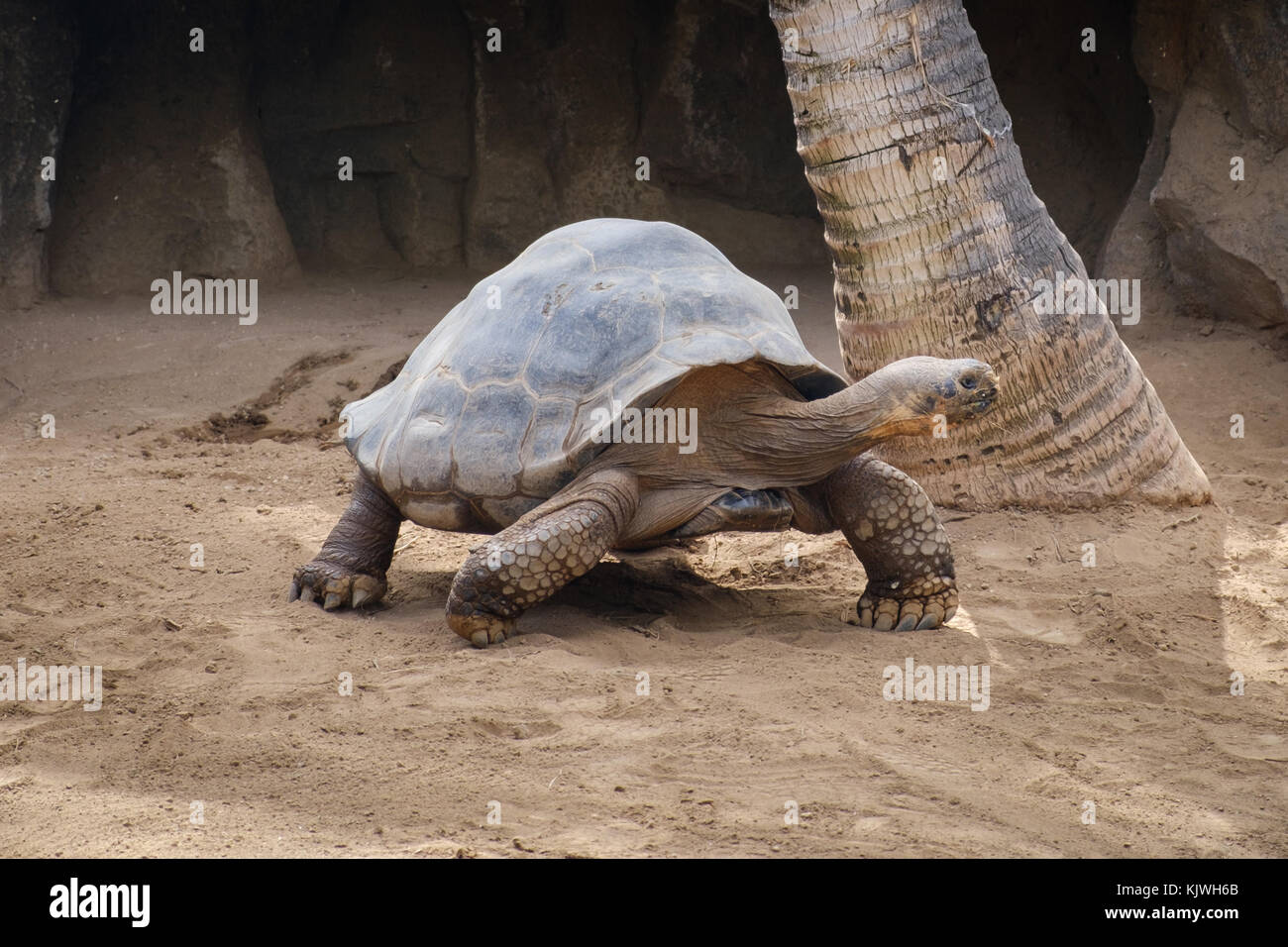 Galapagos Schildkröte - gigantae, große Schildkröte Stockfoto