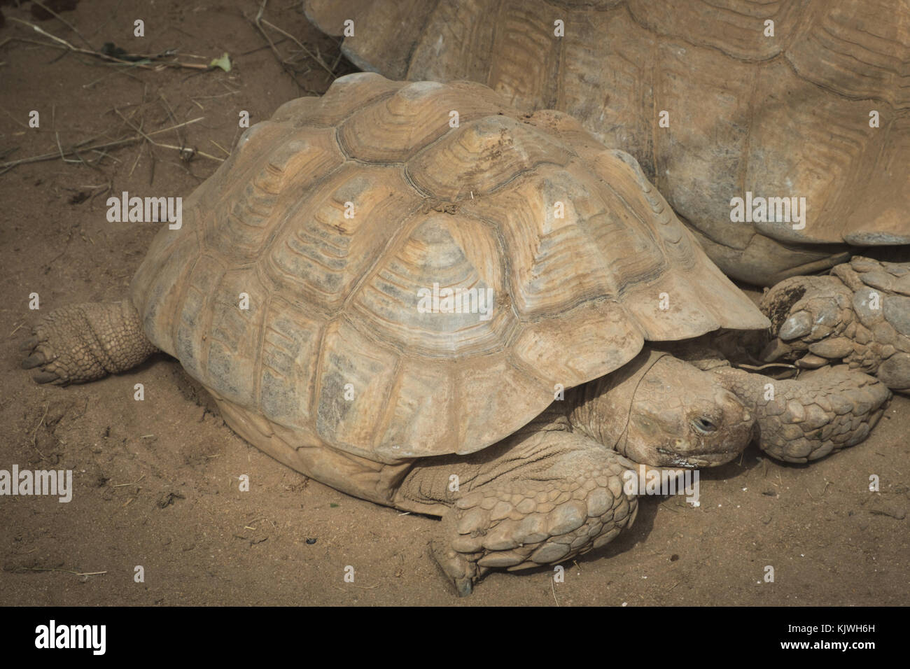 Schildkröte (geochelone gigantea)/Schildkröten Stockfoto