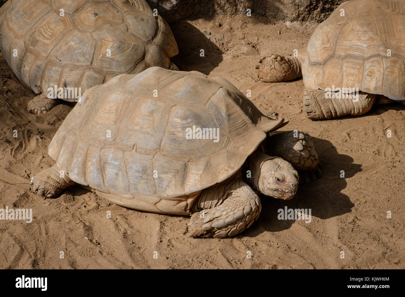 Schildkröte (geochelone gigantea)/Schildkröten Stockfoto