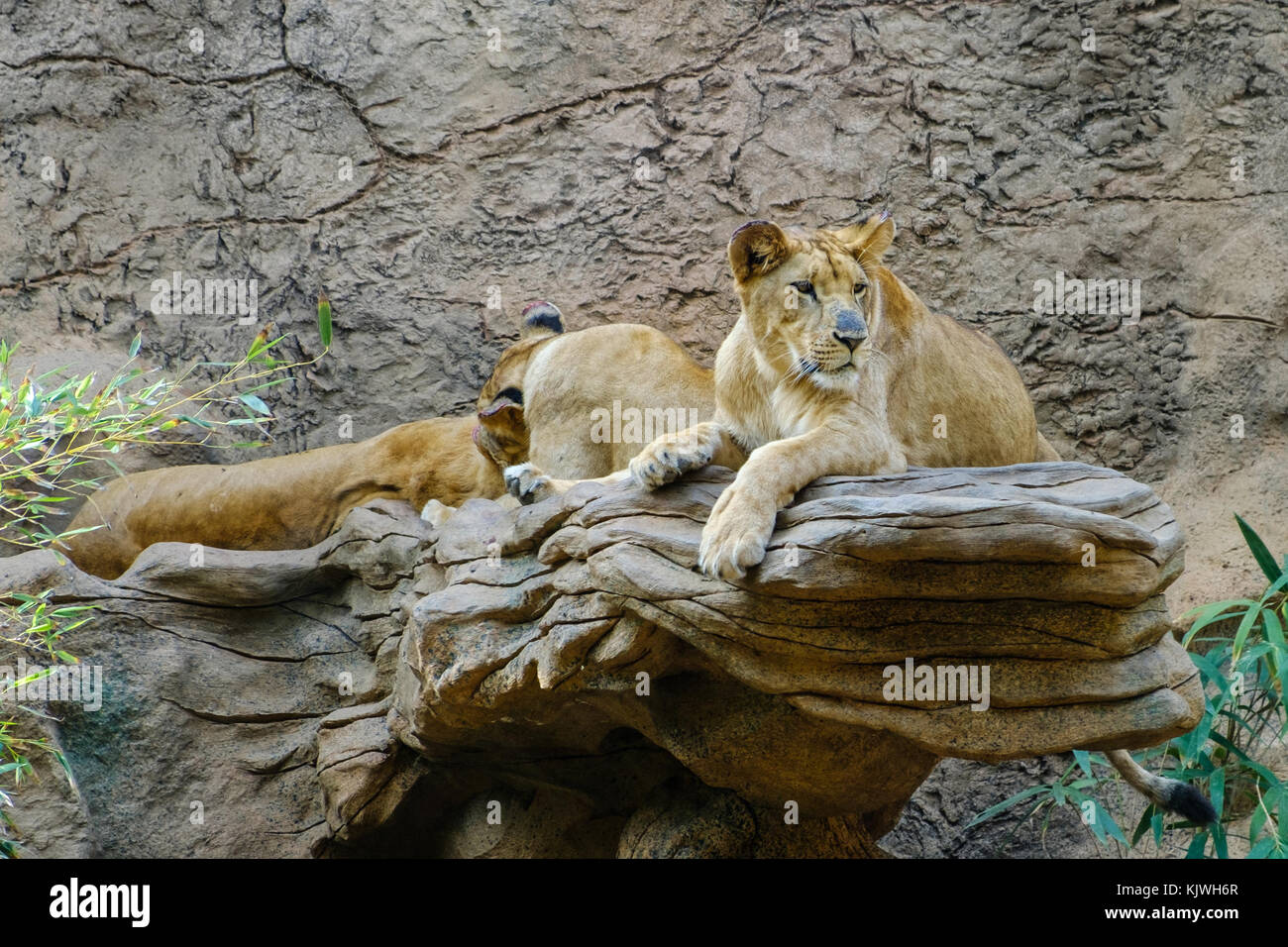 Lion, Gruppe von Lions Festlegung auf Stein - Stockfoto