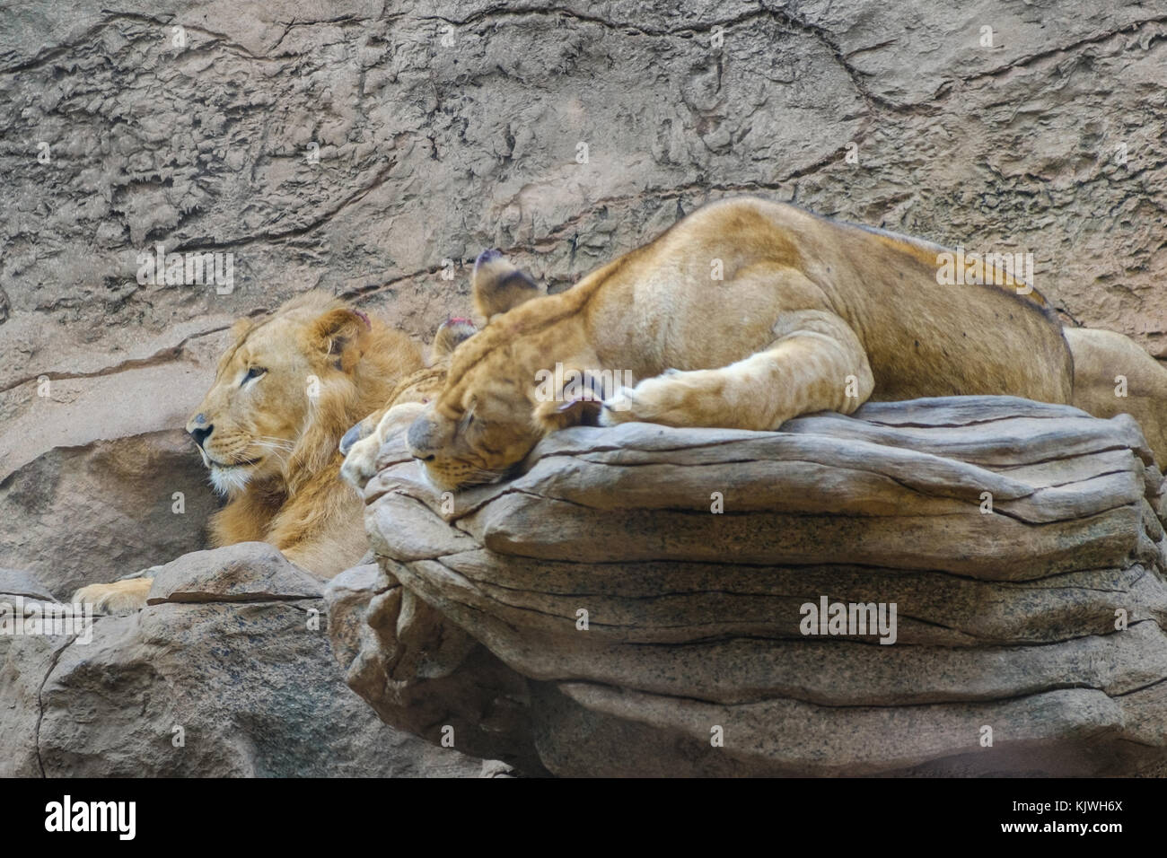 Lion, Gruppe von Lions Festlegung auf Stein - Stockfoto
