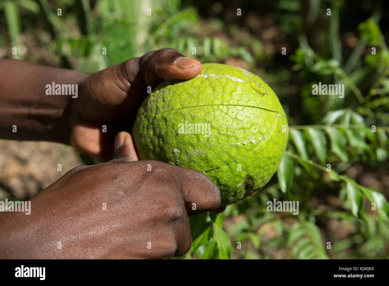 Sansibar, Tansania; ein Gewürz Landwirt Schnitte öffnen einer seiner kultivierten Brotfrucht. Die Frucht ist reich an Vitamin C, Thiamin und Kalium. Stockfoto