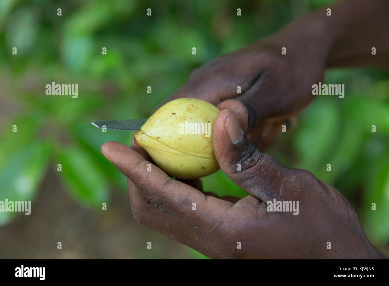 Nutmeg zanzibar tanzania Fotos und Bildmaterial in hoher Auflösung