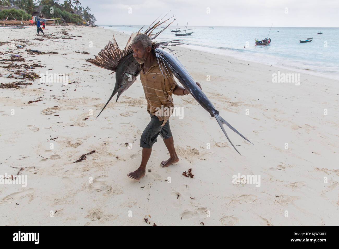 Nungwe, Sansibar, Tansania; ein Fischer trägt eine wertvolle Sailfish er gerade hat der Strand gefangen an den lokalen Markt zu verkaufen. Stockfoto