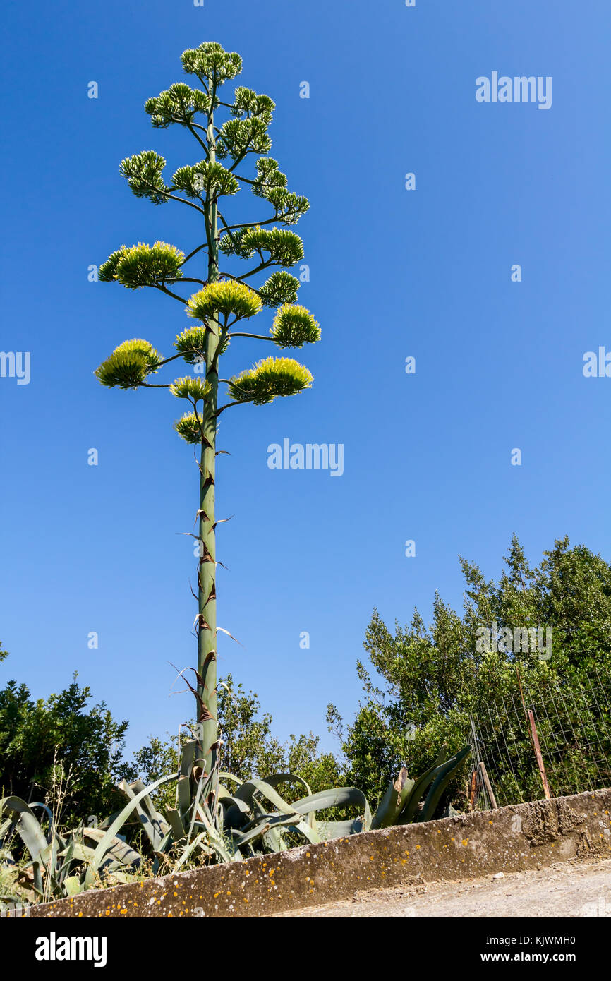 Aloe vera blht mit hohen und riesige gelbe Blume Stockfotografie - Alamy