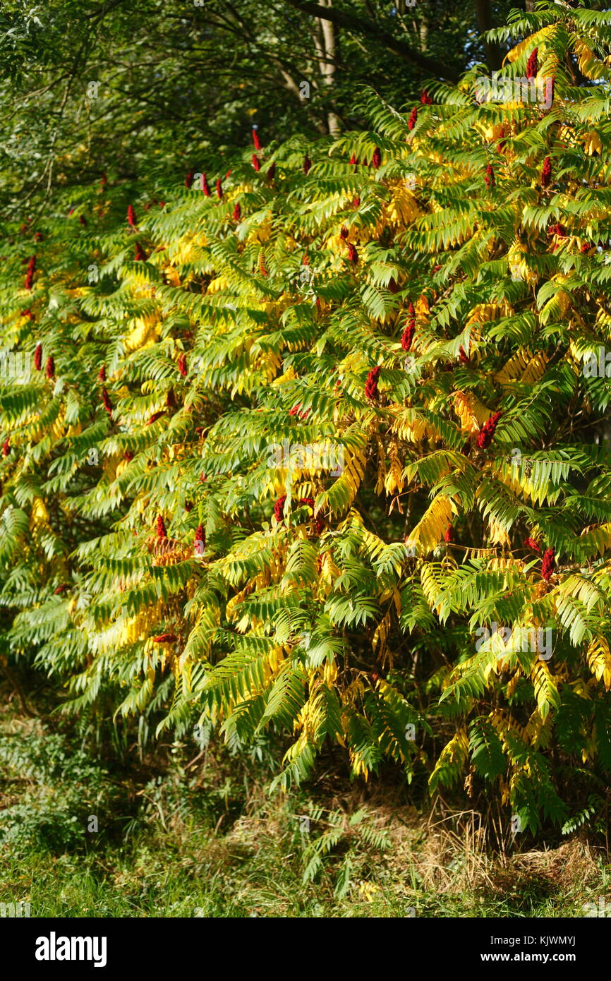 Gelbe und grüne Blätter auf einen Baum im Herbst Stockfoto