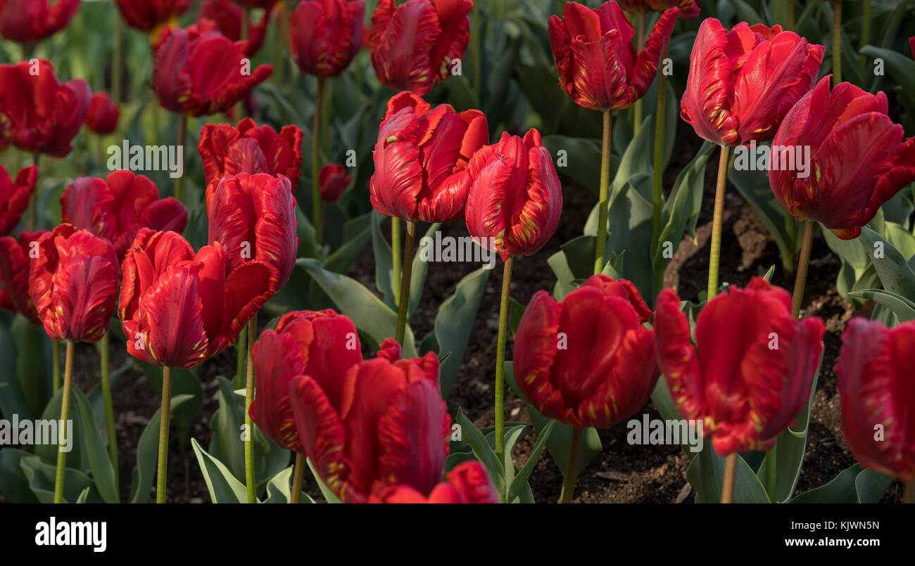 Rote Tulpen Garten Stockfoto