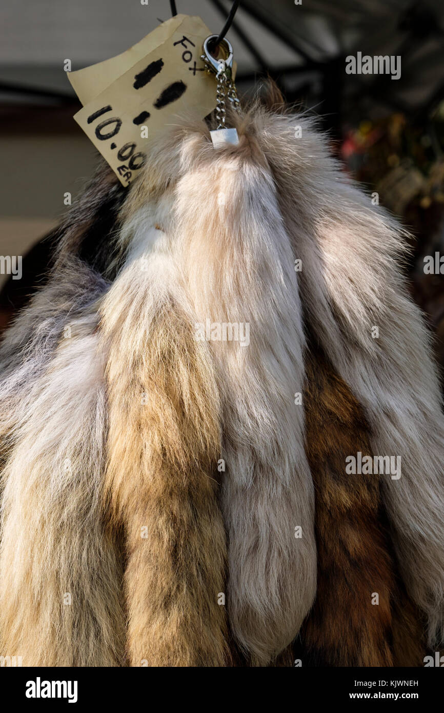 Mehrere Fuchsschwänze (Pelz, Pelz) zum Verkauf hängen auf dem Display. Stockfoto
