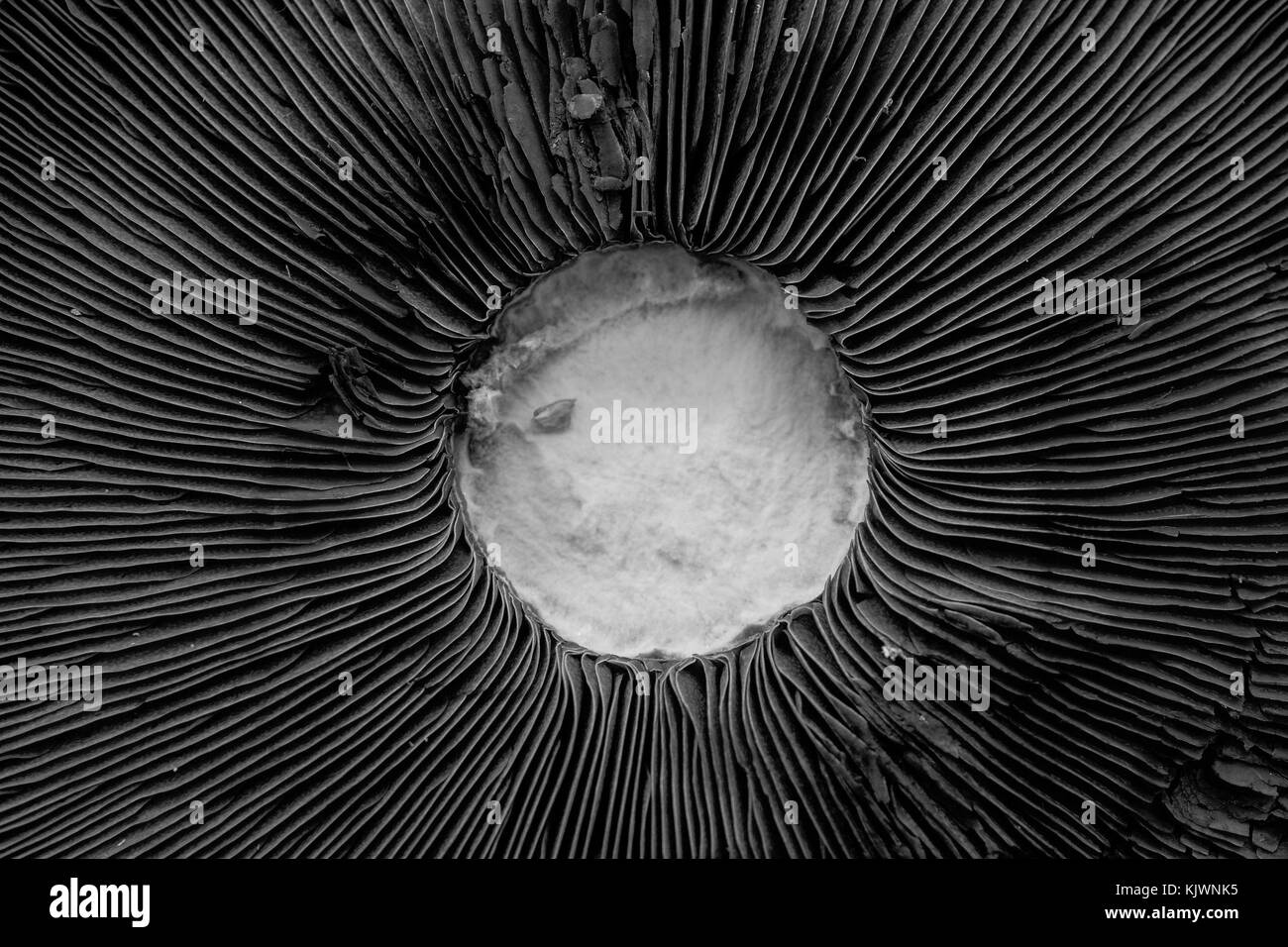 Close-up auf der Unterseite eines Portobello Pilze ohne die zentrale Bedienhebel Stockfoto