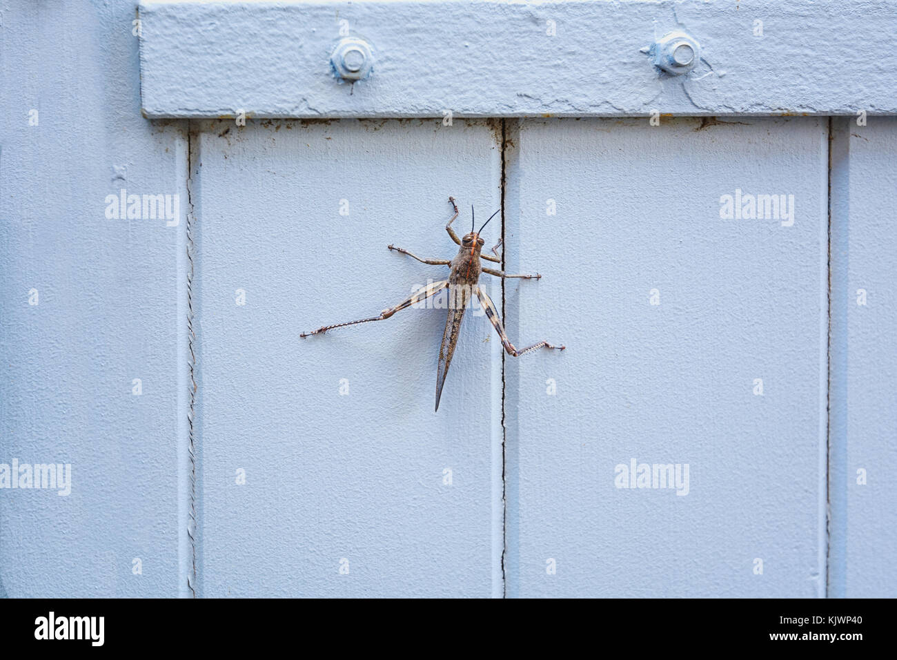 Grasshopper ruht auf einem Verschluss im Dorf Saint montan in der Ardeche Region in Frankreich Stockfoto
