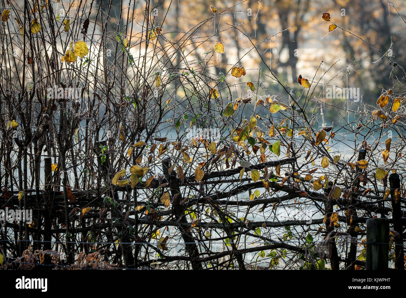 Die herbstlichen Morgen Frost auf einem Gelbstirn-blatthühnchen Zaun in West Sussex Stockfoto