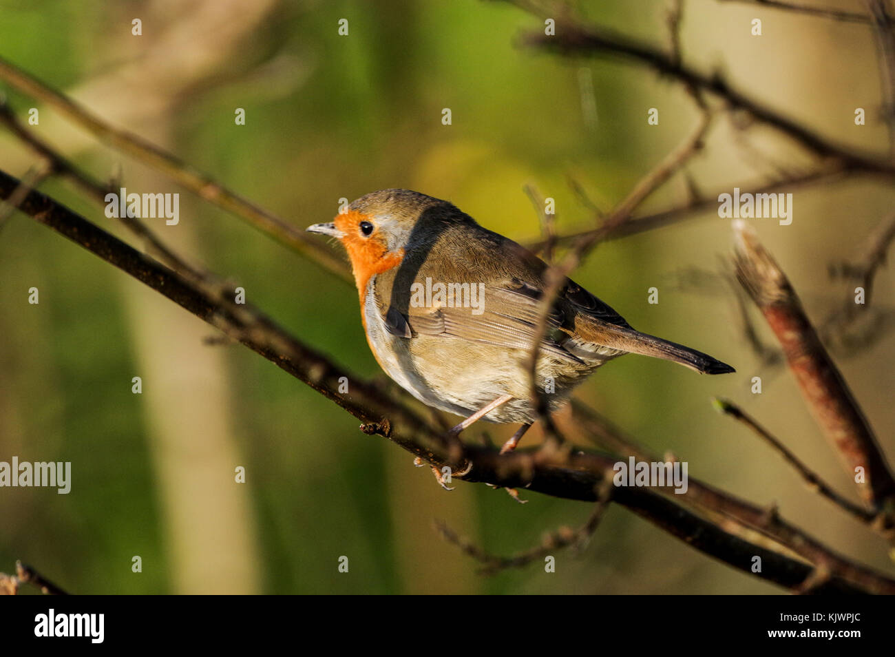 Robin redbreast Sitzen auf einem Zweig in Bedelands Nature Reserve, West Sussex Stockfoto
