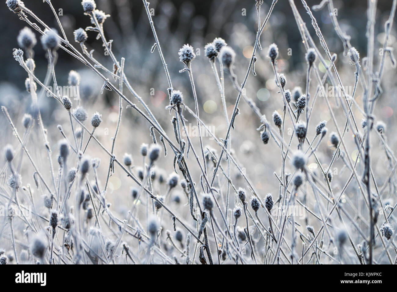 Winter Sonne durch Frost bedeckt Thistle Köpfe - West Sussex Stockfoto