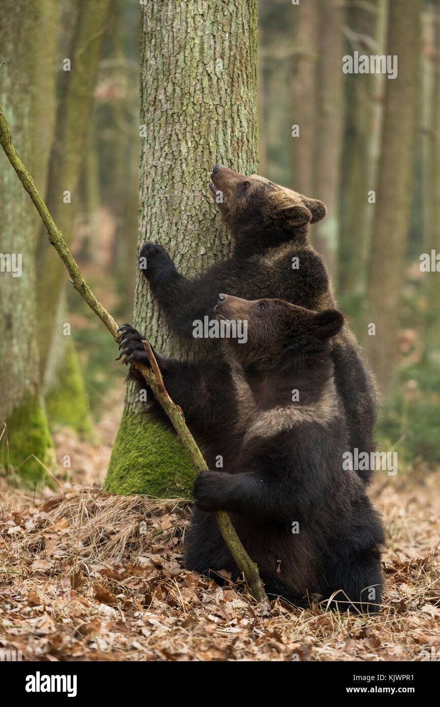 Braunbär / Bären ( Ursus arctos ), zwei Geschwister, jung, jugendlich, spielen zusammen in einem herbstlichen Laubwald, trainieren ihre Fähigkeiten, Europa. Stockfoto