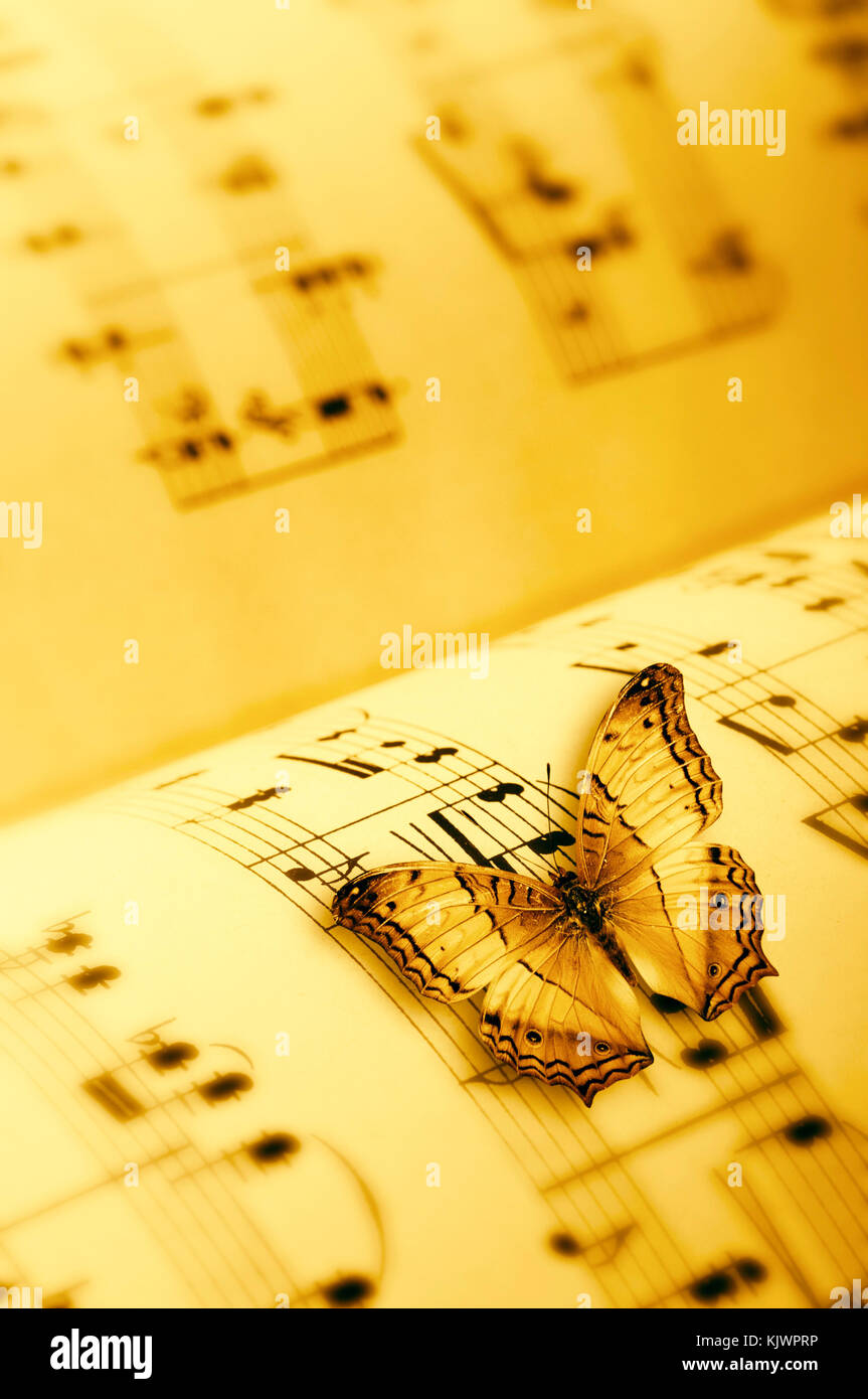 Gelben Schmetterling auf einer Kerbe von Musik Stockfoto