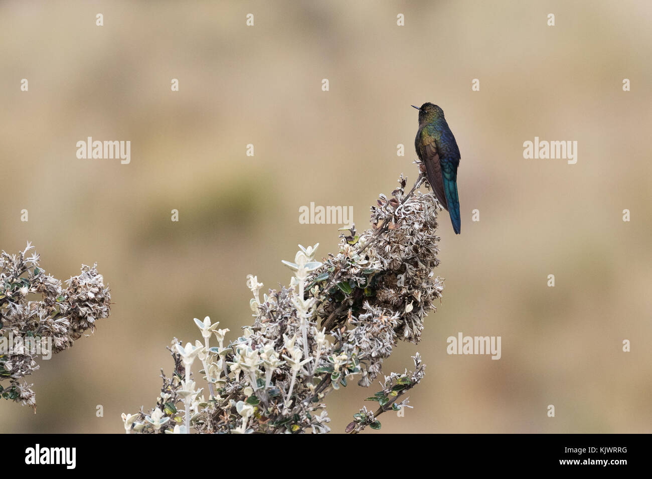 Blauer gemangelter Dornbill-Kolibri, ( Chalcistigma stanleyi ), erwachsenes Männchen im Nationalpark von Chajas, Cuenca, Ecuador, Südamerika Stockfoto