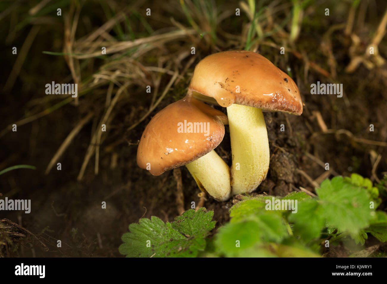 Essbare Pilze mit ausgezeichnetem Geschmack, suillus granulatus Stockfoto