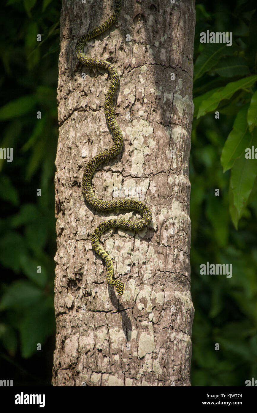 Golden tree snake auf einem Baum in Laos. Stockfoto