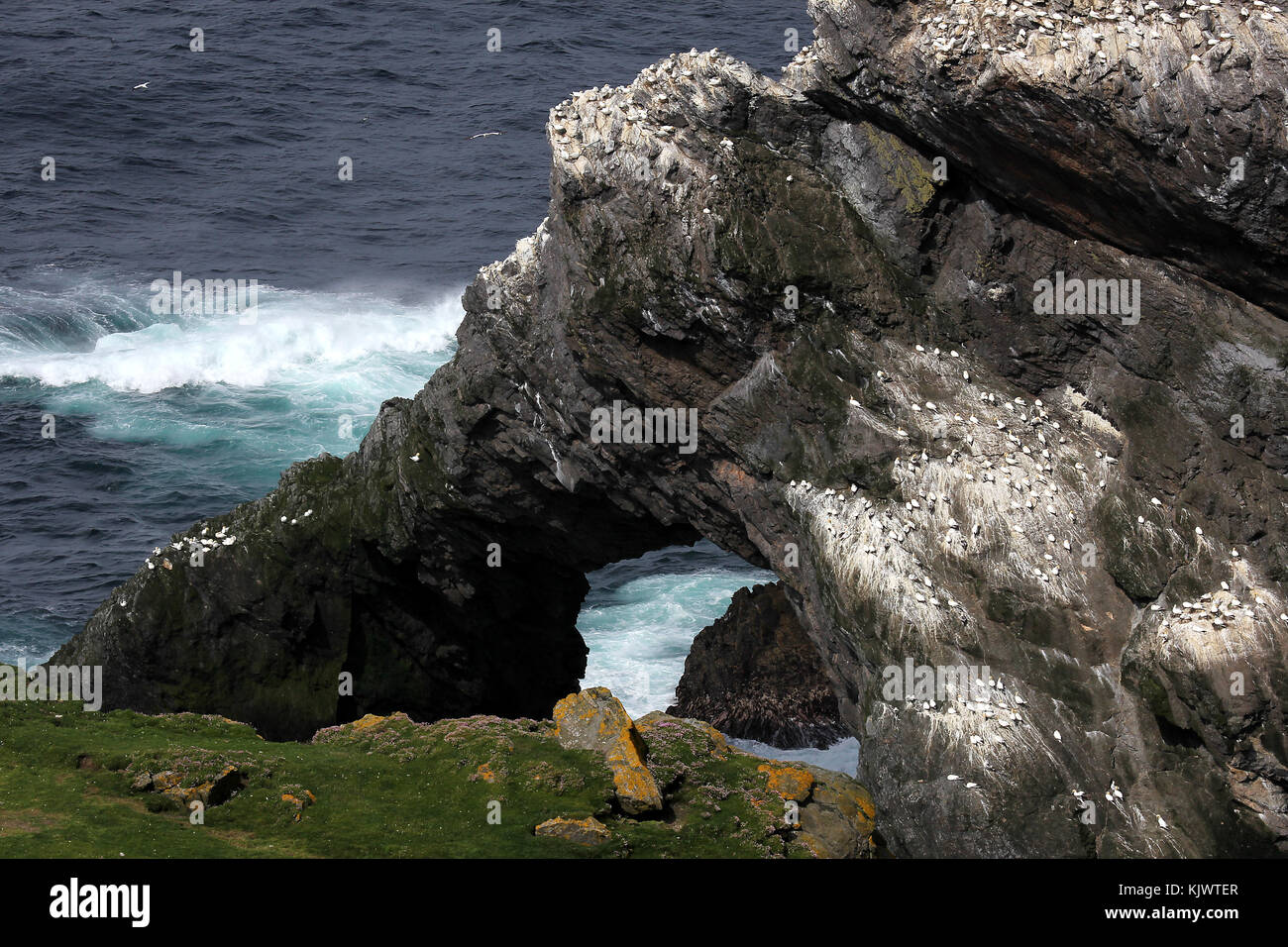 Gannet Kolonie west Küste der Shetlandinseln Stockfoto