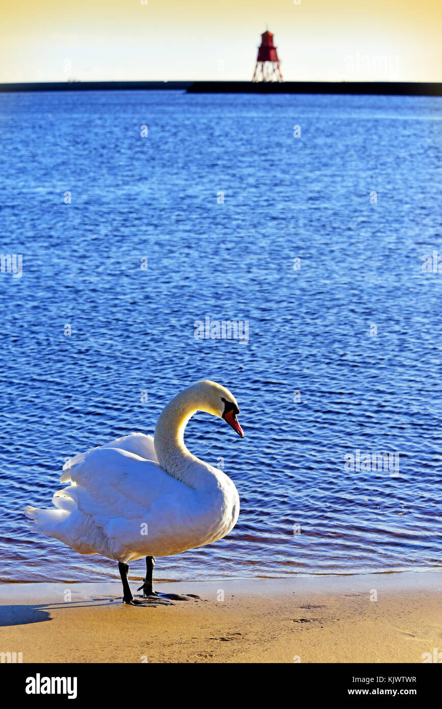Winter-Besucher markiert einzigen Mute Swan gegen die Herde Sands Leuchtturm in South Shields Stockfoto Winter-Besucher markiert einzigen Mute Swan gegen die Herde Sands Leuchtturm in South Shields Stockfoto